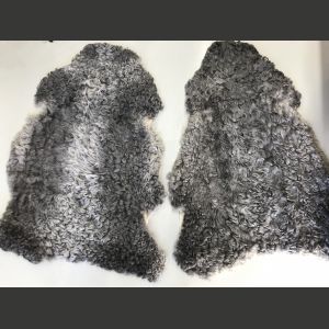 Luontaisesti tummanharmaa, kiharavillainen lampaantalja gotlanninlammasta